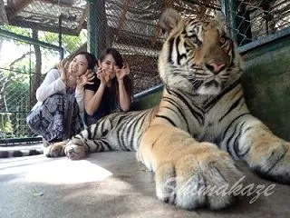 女子旅プーケットと言えばタイガーキングダ…
