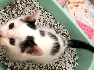 ウチのネッコ はるちゃん