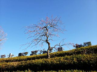 梅の花が見頃を迎えそうです