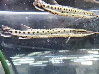 船橋二和店の熱帯魚入荷情報！