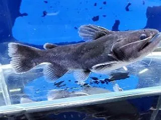 船橋二和店の熱帯魚入荷情報！