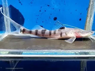 船橋二和店の熱帯魚