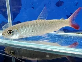 船橋二和店の熱帯魚