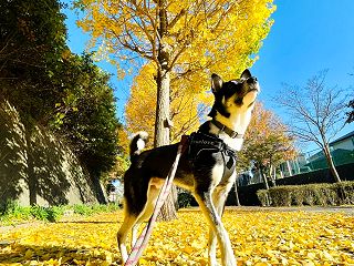 膝が改善\(//∇//)\ 調べるのも大…