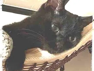 黒猫タイガ