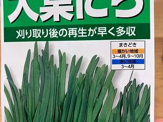 ニラ栽培記録開幕(2023/10/28～…