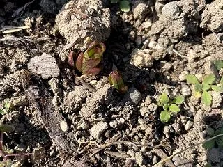 鹿の子百合の芽が出てきました