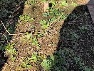 草取りの面積を減らしませんか？