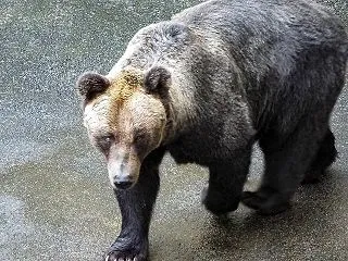 さよならモクちゃん（訃報）
