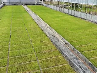 今年もすじまき！育苗ハウスが緑のじゅうた…