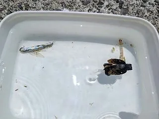 トビウオ幼魚を確保