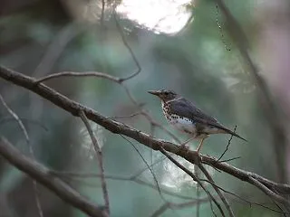 クロツグミ。