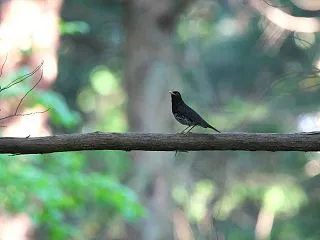 クロツグミ②。