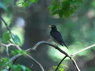 クロツグミ③。