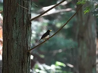 クロツグミ④