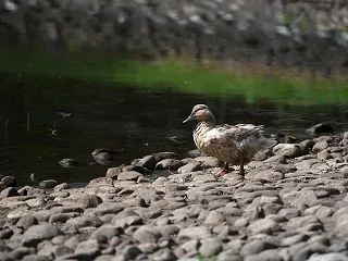 カルガモ白化個体。