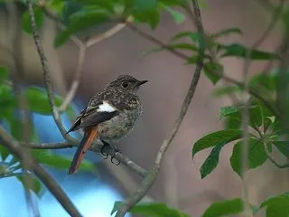ジョウビタキ幼鳥。