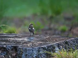 ジョウビタキ幼鳥②。