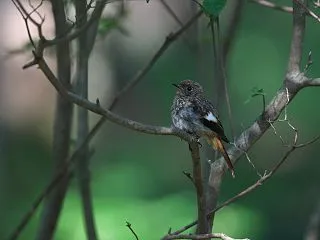 ジョウビタキ幼鳥③。