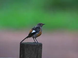 ジョウビタキ幼鳥④。