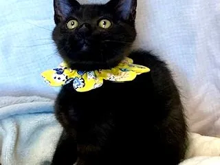 里親募集中★ころみくん★人が大好きな超甘…