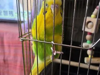 やちゅたん🐥⸒⸒6歳の誕生日🎂