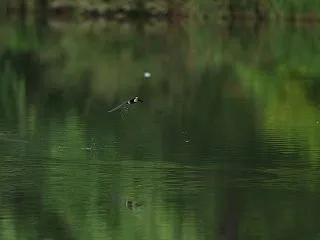 ハリオアマツバメ