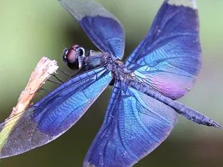 神様が乗られる生き物⁉️