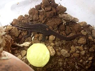 dixon gecko