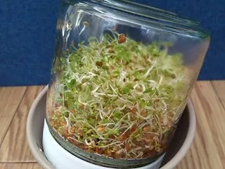 豆を発芽させてみる、スプラウト野菜を育て…