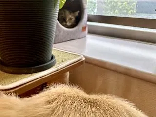 ２０２６秋の猫オフ会