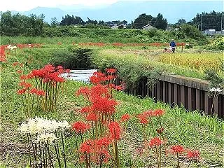 藤沢・小出川の彼岸花の写真 ２０２６・９…