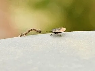 カメムシ＆シャクトリ
