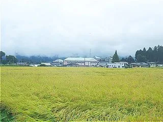 9月、雨の日のキノコと花の写真 2026…