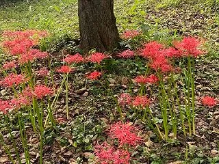 心配いらないと笑った…by百恵さん