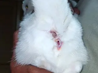 肛門腺破裂
