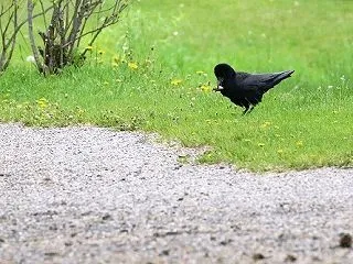 カラス