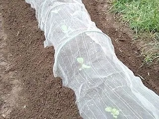 白菜苗植え付け