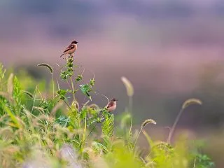渡りの途中
