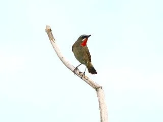 ノゴマの叫び