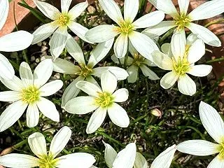 THE RAIN LILY IS ALS…