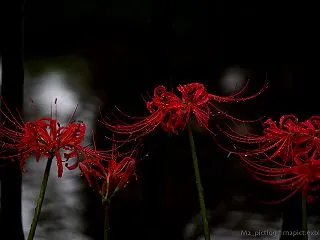 水たまりと