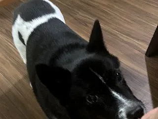 10月1日は「黒い犬の日」（パパとジェシ…