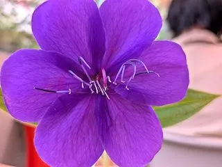ボタニカルアート初心者教室 第5回｜シコ…
