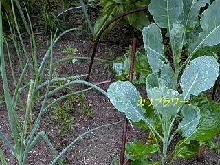 10月1日