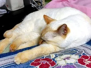 早く食べたい