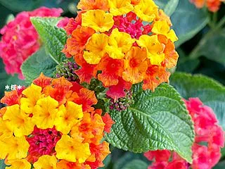 ランタナの花＆豆腐の日他♪(ﾟ▽ﾟ*)