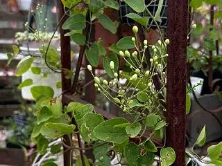 アレレ？思ったより…………       …