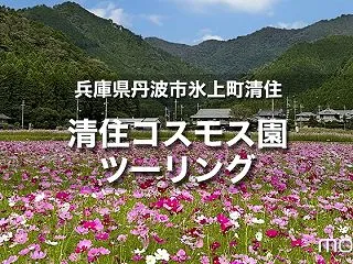 清住コスモス園ツーリング｜バイクで行ける…