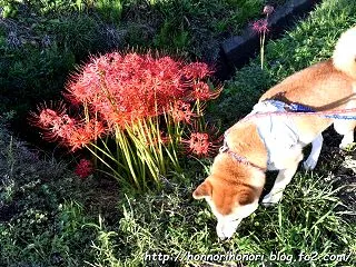 彼岸花、鮮やかに。